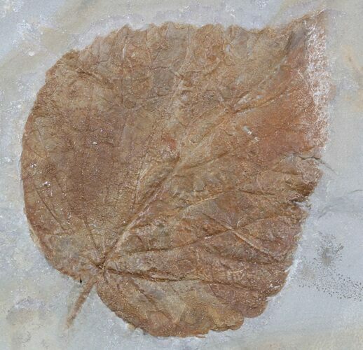 Fossil Leaf (Davidia) - Montana #56196
